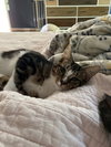 Finn - KITTEN in foster