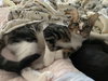 Finn - KITTEN in foster