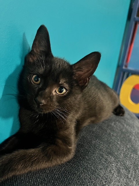 Starflight - KITTEN in foster