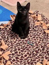 Starflight - KITTEN in foster