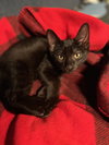 Starflight - KITTEN in foster