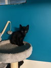 Starflight - KITTEN in foster