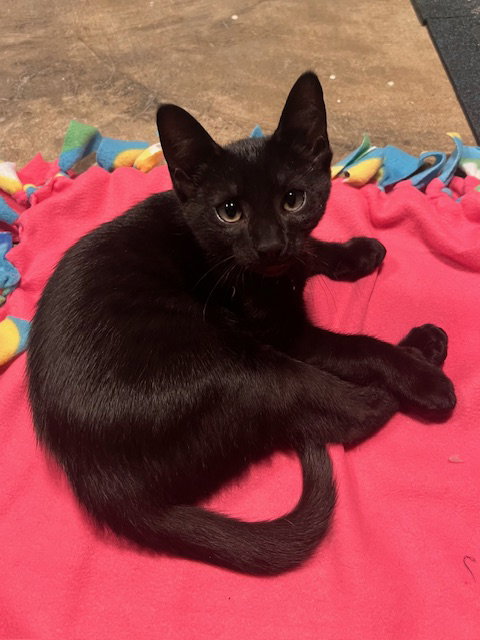 Tsunami - KITTEN in foster