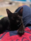 Tsunami - KITTEN in foster