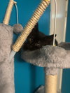 Tsunami - KITTEN in foster