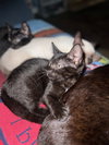 Tsunami - KITTEN in foster