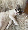 Acorn - KITTEN in foster