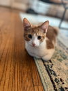 Butternut - KITTEN in foster