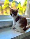 Butternut - KITTEN in foster