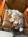 Butternut - KITTEN in foster