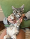 Hubbard - KITTEN in foster