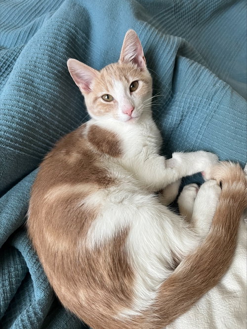Pattypan - KITTEN in foster