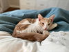 Pattypan - KITTEN in foster