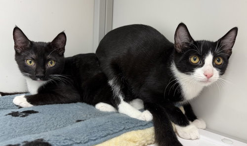 Peter and Prissy (kittens)