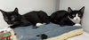 Peter and Prissy (kittens)