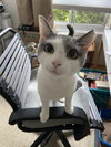 Carmen (in foster)