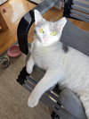 Carmen (in foster)