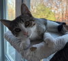 Bran - KITTEN in foster
