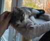 Bran - KITTEN in foster