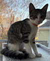Bran - KITTEN in foster