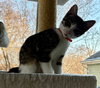 Bran - KITTEN in foster