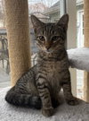 Podrick - KITTEN in foster
