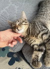 Podrick - KITTEN in foster