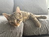Podrick - KITTEN in foster