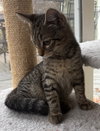 Podrick - KITTEN in foster