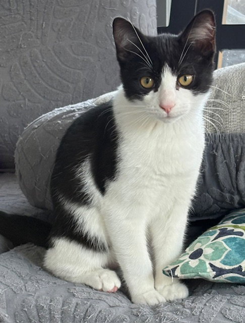 Robb - KITTEN in foster