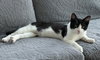 Robb - KITTEN in foster