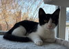 Robb - KITTEN in foster