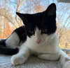 Robb - KITTEN in foster
