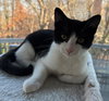 Robb - KITTEN in foster