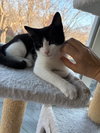 Robb - KITTEN in foster