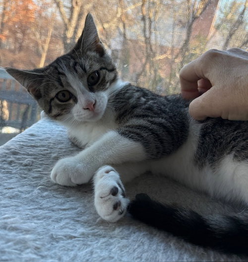 Sam - KITTEN in foster