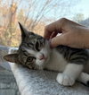 Sam - KITTEN in foster
