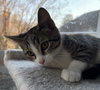 Sam - KITTEN in foster