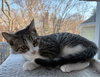 Sam - KITTEN in foster