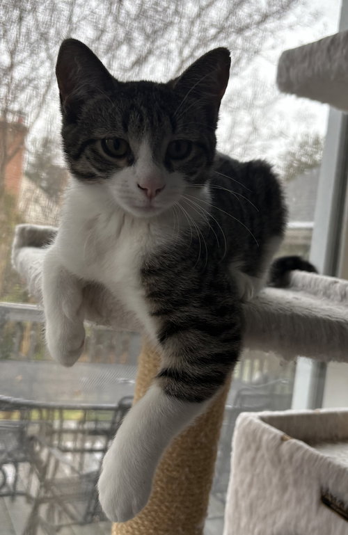 Arya - KITTEN in foster