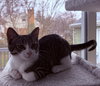 Arya - KITTEN in foster