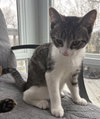 Arya - KITTEN in foster