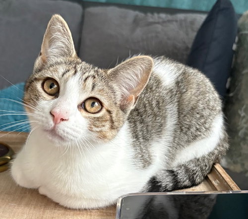 Sansa - KITTEN in foster