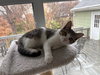 Sansa - KITTEN in foster