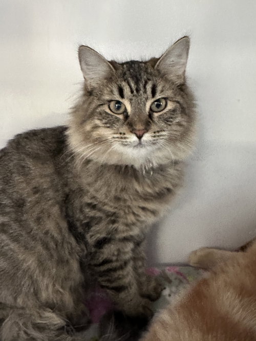 Sally O’Malley (KITTEN)