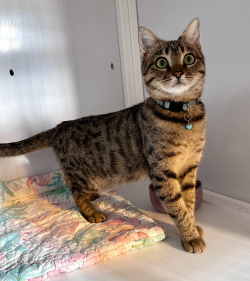 Theo (kitten from Baghdad)