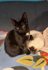 Clay & Sunny - KITTEN pair in foster