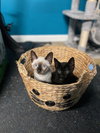 Clay & Sunny - KITTEN pair in foster