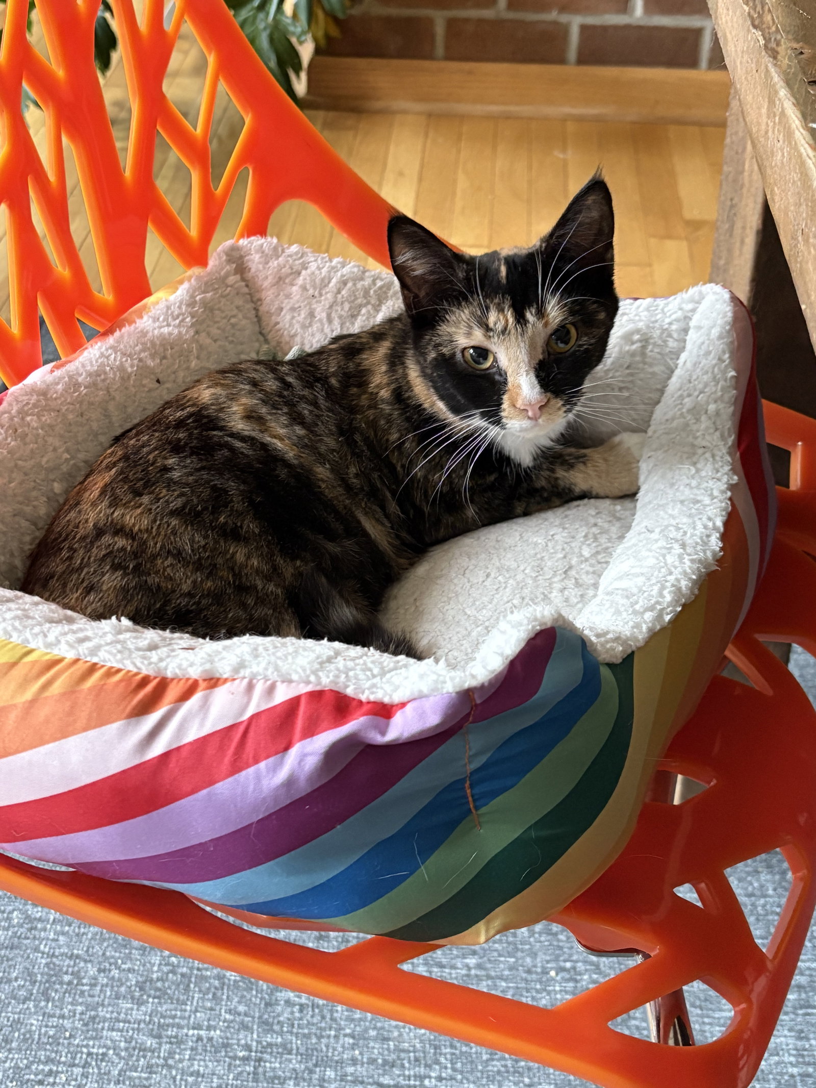 Tina - in foster, cat