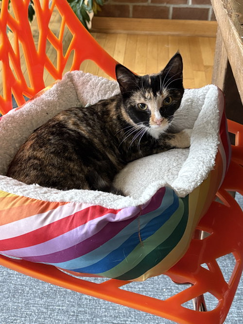 Tina - KITTEN in foster